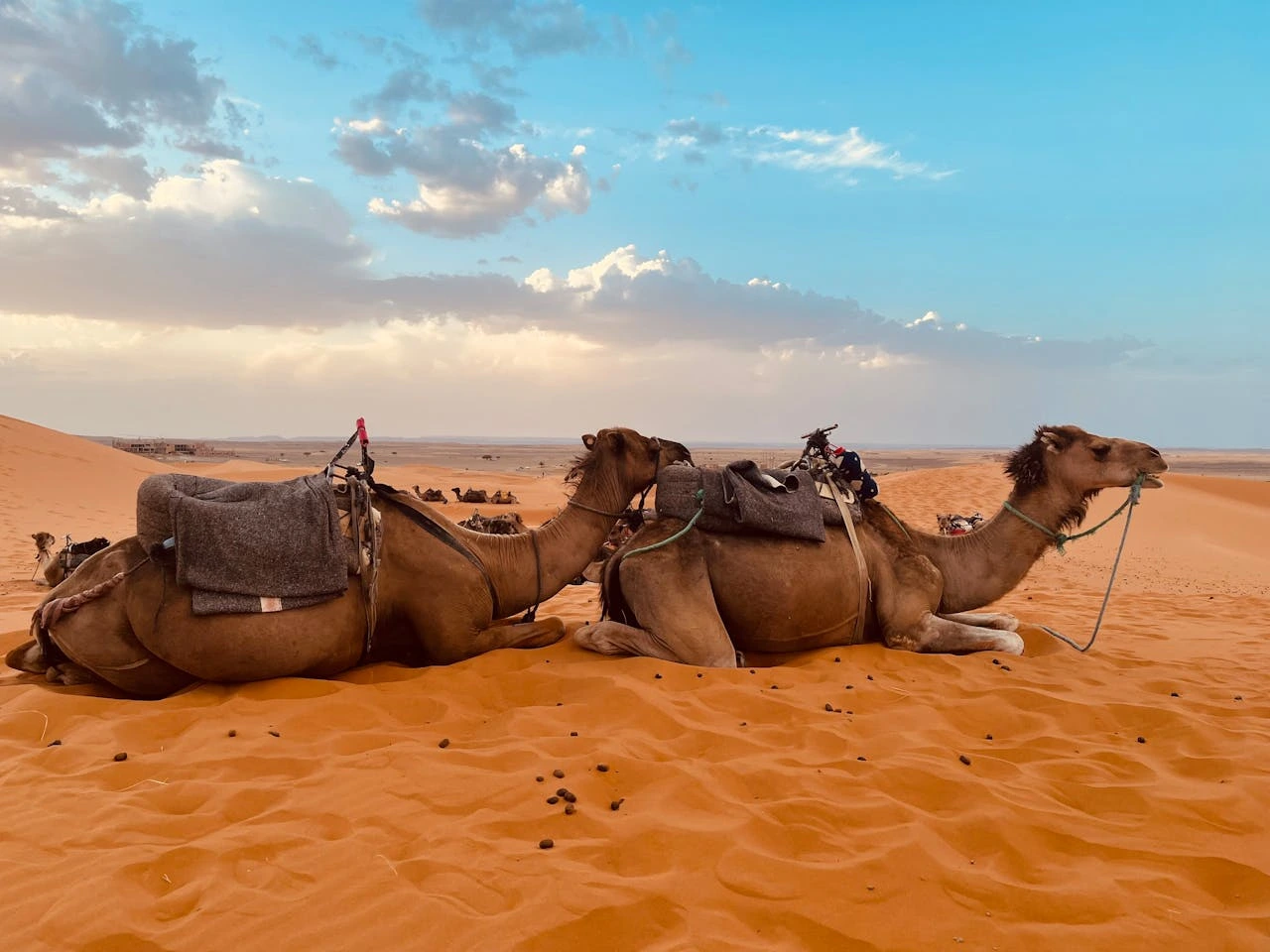 Evening Desert Safari